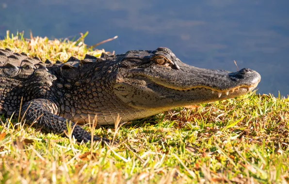 Face, shore, crocodile, pond
