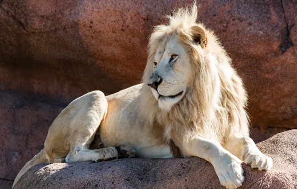 Picture stones, look, lies, pose, white, face, zoo, Leo