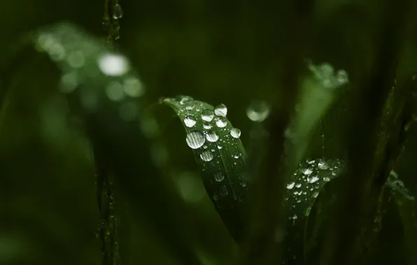 Picture greens, leaves, water, drops, macro, Rosa, background, widescreen