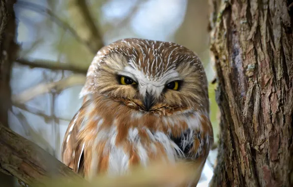 Branches, nature, tree, owl, bird, bark, bokeh, Northern Saw-whet Owl