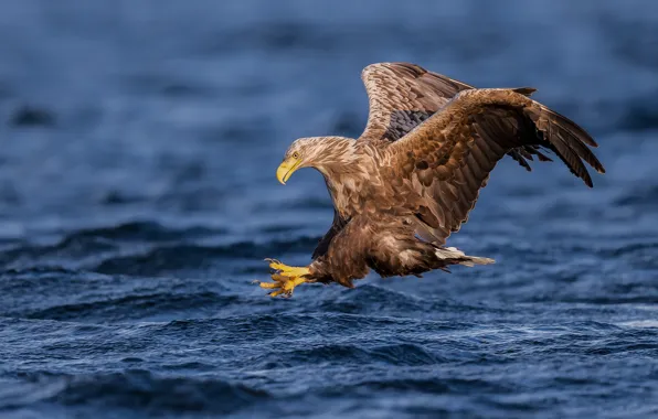 Picture water, bird, fishing, wings, predator, hawk, White-tailed eagle
