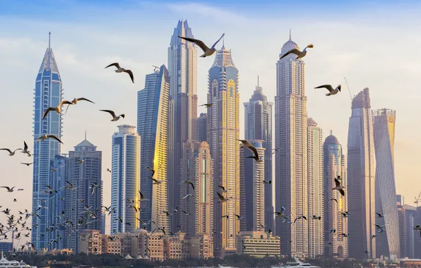 Seagulls, home, Dubai, Palm Jumeirah