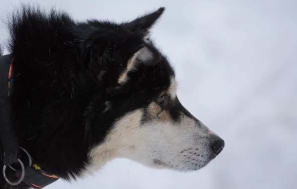 White, snow, Dog, black, husky, Siberia