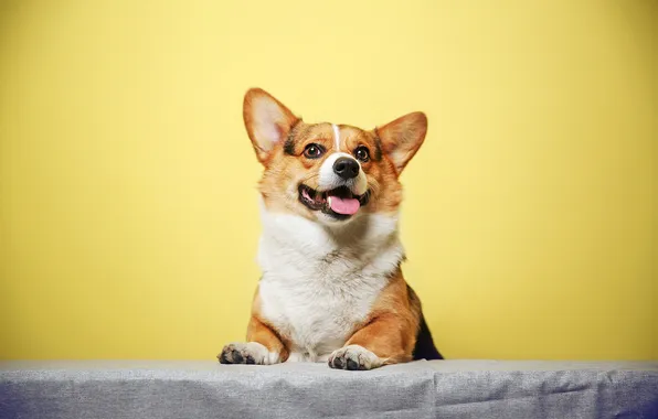 Language, look, pose, legs, dog, face, yellow background, stand