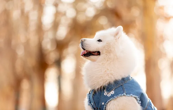 Language, look, light, nature, clothing, portrait, dog, puppy