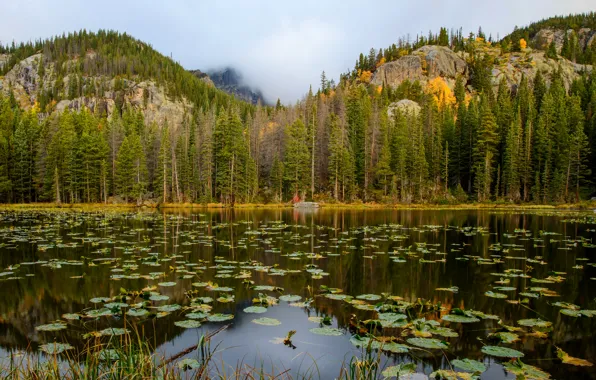 Forest, mountains, lake, rocks, USA, Rocky Mountain National Park, Nymph Lake