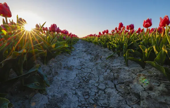 Field, the sky, leaves, the sun, rays, light, flowers, cracked