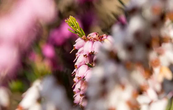 Light, flowers, pink, flowering, bokeh, Heather