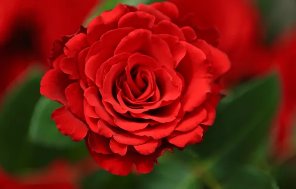 Picture macro, background, rose, Bud, scarlet rose