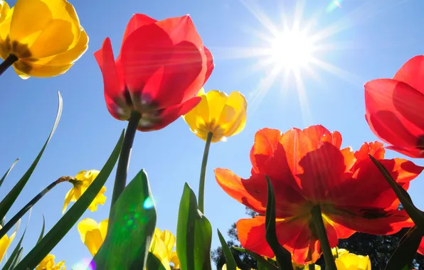 Picture field, the sky, the sun, flowers, yellow, red, background, widescreen