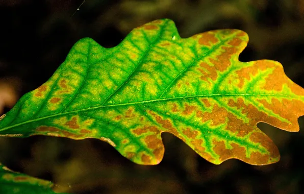 Autumn, leaves, nature
