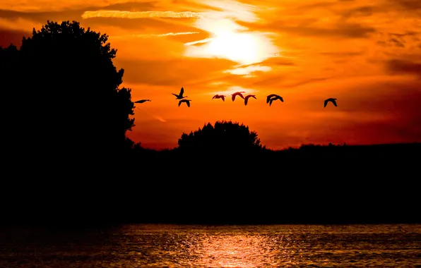 Picture the sky, clouds, trees, sunset, birds, lake