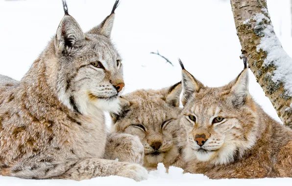 Snow, predators, family, three, lynx