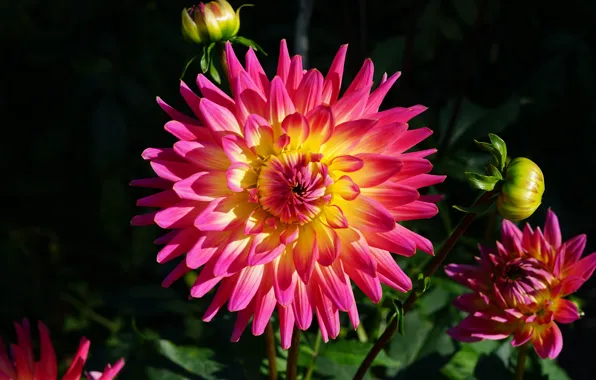 Flower, macro, flowers, the dark background, pink, buds, Dahlia, dahlias