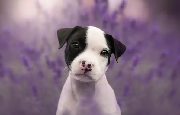 Picture eyes, look, face, flowers, nature, background, lilac, black and white