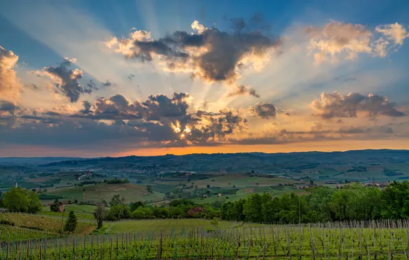 The sun, clouds, Italy, the vineyards