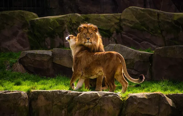 HD wallpaper: male lion, lioness, lions, zoo, expensive, wildlife, lion -  feline | Wallpaper Flare