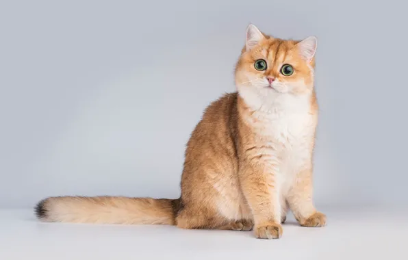 Cat, cat, look, pose, kitty, red, muzzle, tail