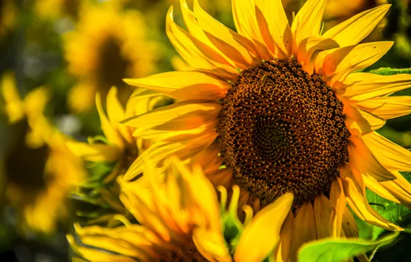Picture macro, sunflowers, yellow, petals