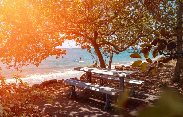 Sea, beach, summer, leaves, light, trees, table, dawn