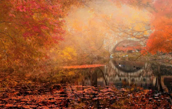 Picture autumn, landscape, bridge, Park, river