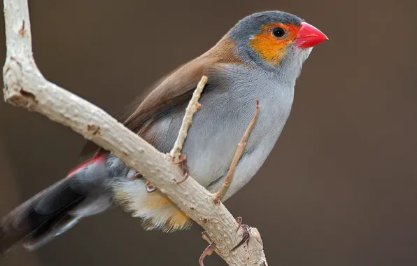 Bird, Wallpaper, branch, beak