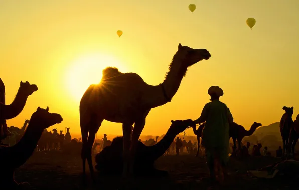 Picture India, festival, Rajasthan, camel