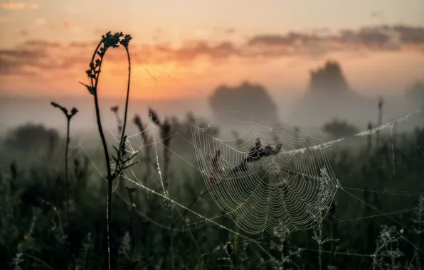 Picture drops, Rosa, dawn, web