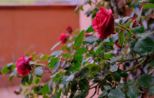 Picture leaves, drops, branches, red, wall, rain, roses, garden
