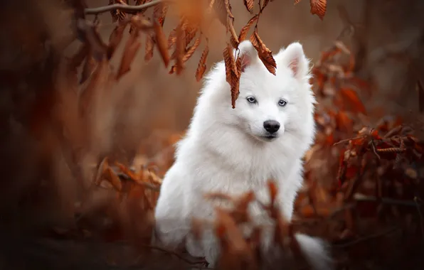 Picture autumn, leaves, branches, dog, Samoyed