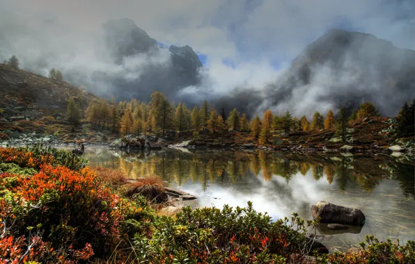 Forest, trees, mountains, fog, lake, stones, Switzerland, the bushes