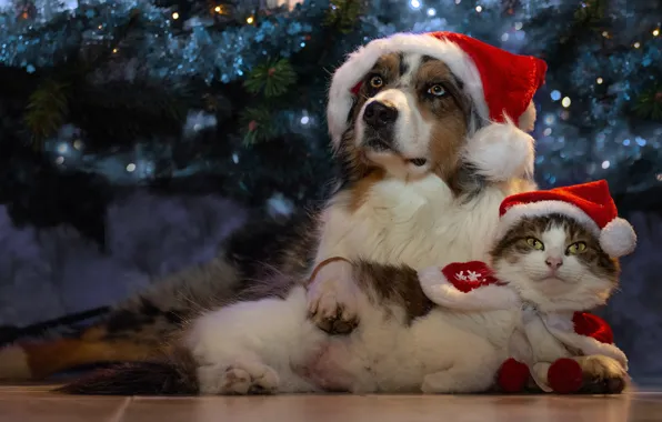 Picture cat, cat, each, holiday, tree, new year, dog, a couple