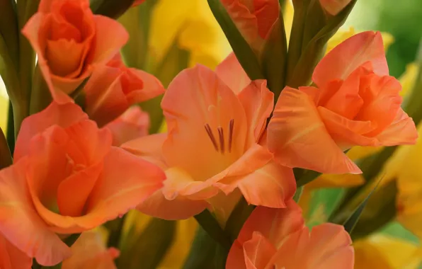 Macro, flowers, orange, gladiolus
