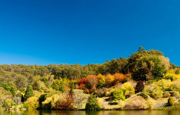 Picture river, vegetation, Australia