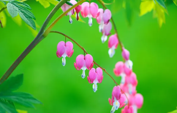 Leaves, branches, nature, exotic