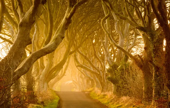 Road, light, trees, fog, morning