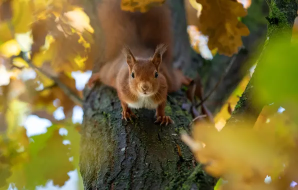 Autumn, look, pose, tree, foliage, protein, oak, autumn leaves