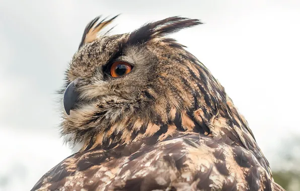 Picture nature, bird, Eurasian Eagle Owl