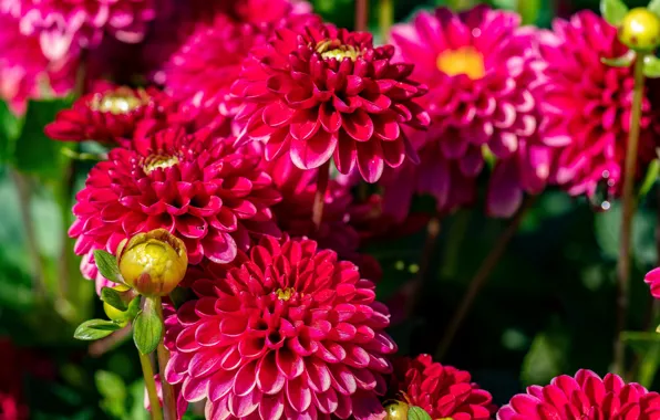 Red, balls, dahlias