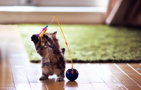 Picture cat, kitty, carpet, toy, the game, ball, feathers, flooring