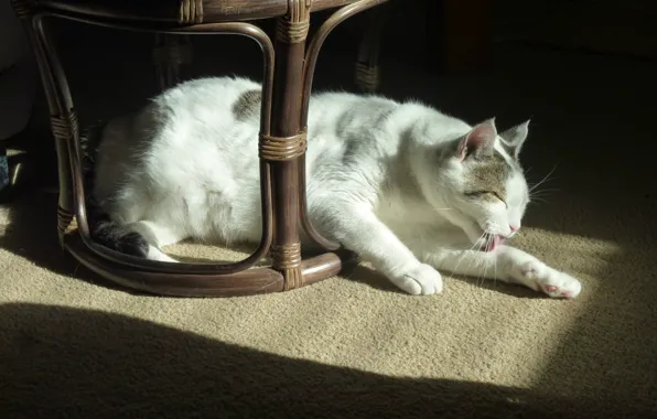 Carpet, Cat, chair, lies