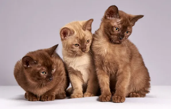 Look, cats, pose, kitty, background, light, kittens, three