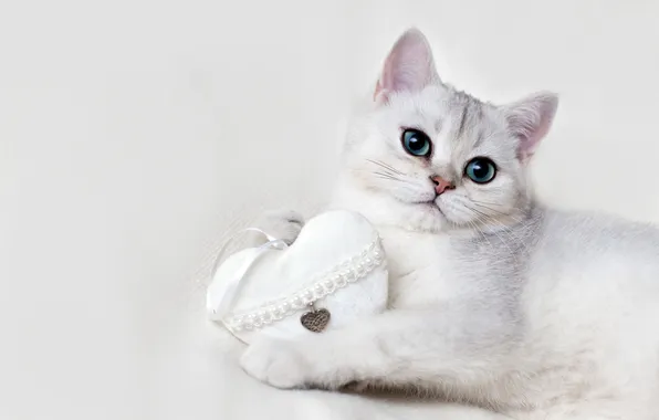 Cat, cat, look, pose, heart, white background, white, face