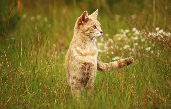 Field, cat, summer, grass, cat, nature, background, meadow