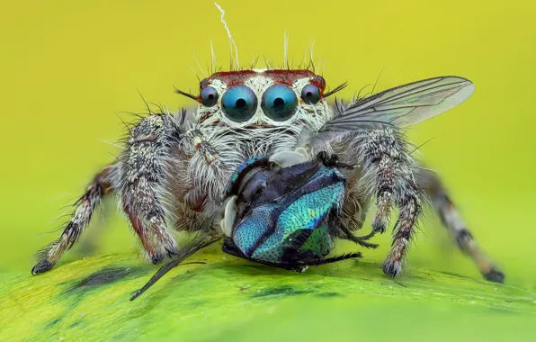 Eyes, look, macro, fly, background, spider, predator, jumper