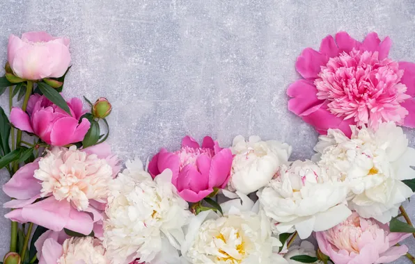 Picture pink, white, peonies, LAIMDOTA GRIVANE