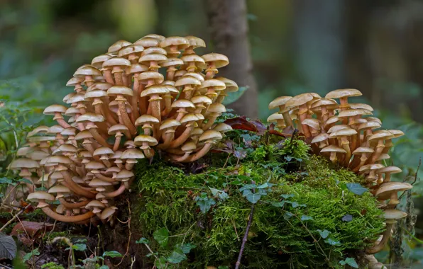 Picture Nature, Forest, Mushrooms, Moss, Honey