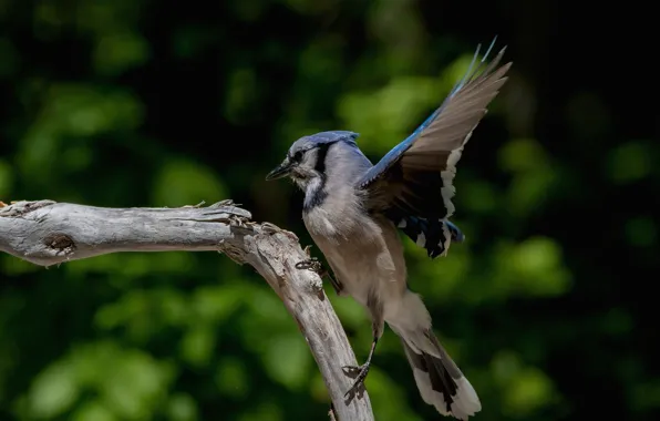 Background, bird, the rise