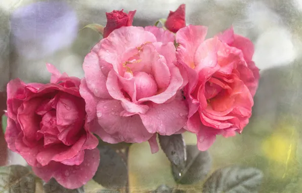 Picture rose, texture, petals