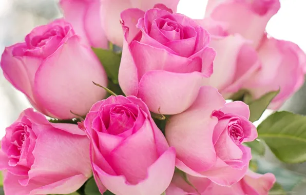 Picture roses, bouquet, petals, buds